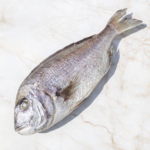 산지직송 통영 참돔 손질 반건조 도미 제수용 1마리