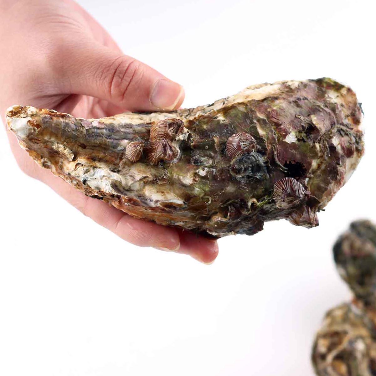 거제도 생굴 석화 각굴 1kg
