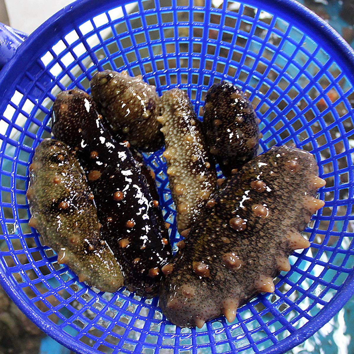 거제도 해녀가 직접 채취한 자연산 해삼 500g 1kg