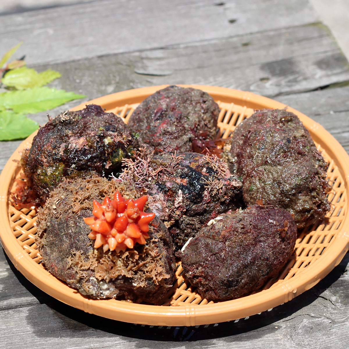 거제도 해녀가 직접 채취한 자연산 돌멍게 1kg