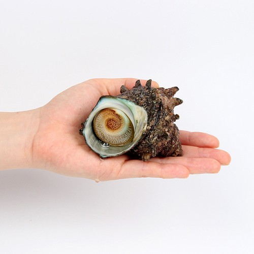 거제 자연산 뿔소라 1kg