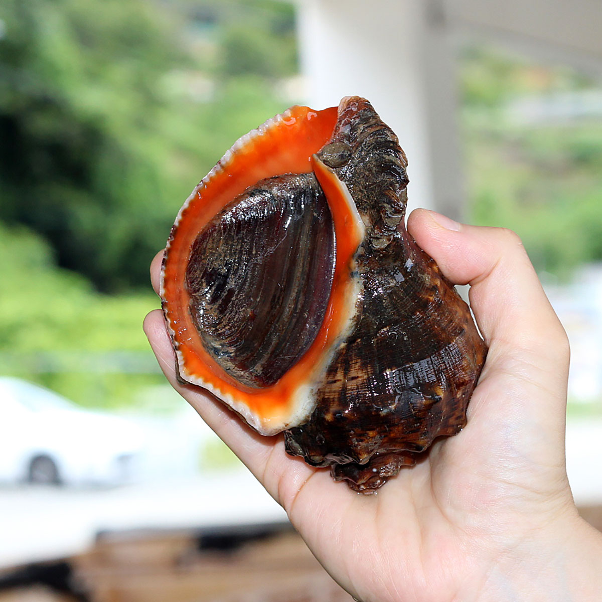 거제도 해녀 자연산 참소라 1kg