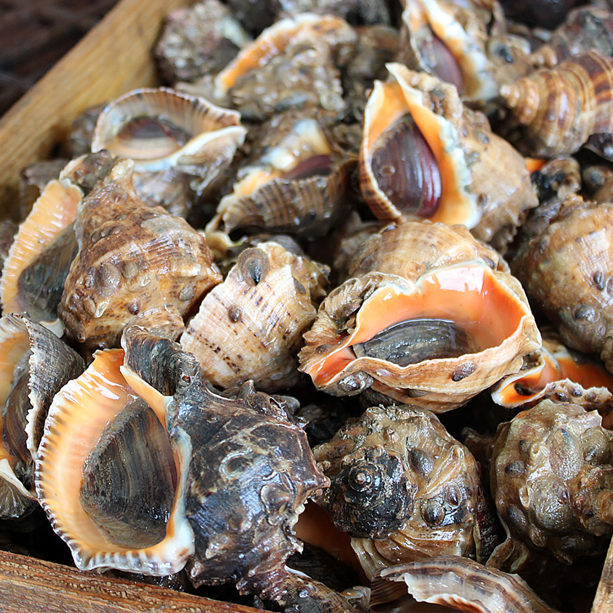 거제도 해녀 자연산 참소라 1kg