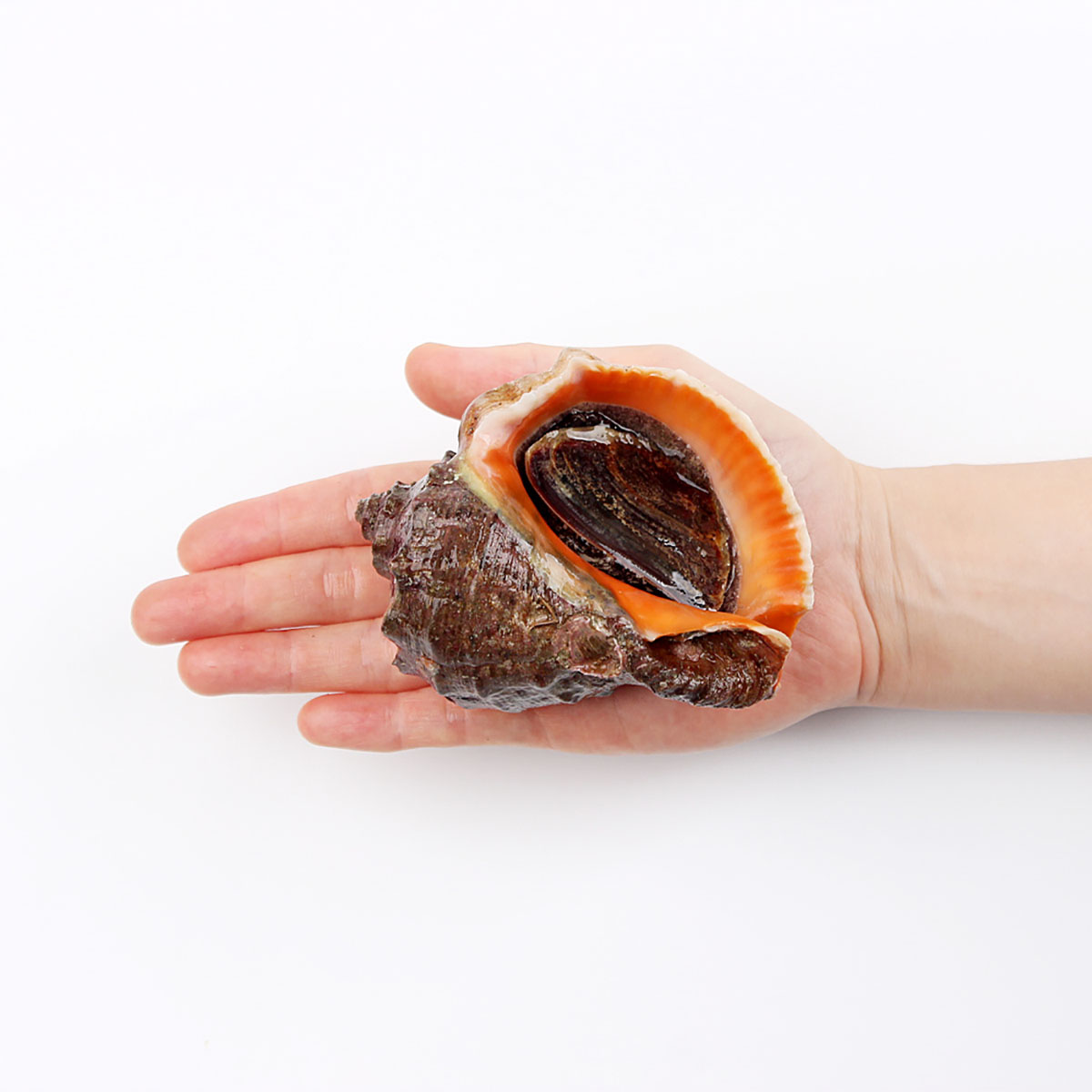 거제도 해녀 자연산 참소라 1kg