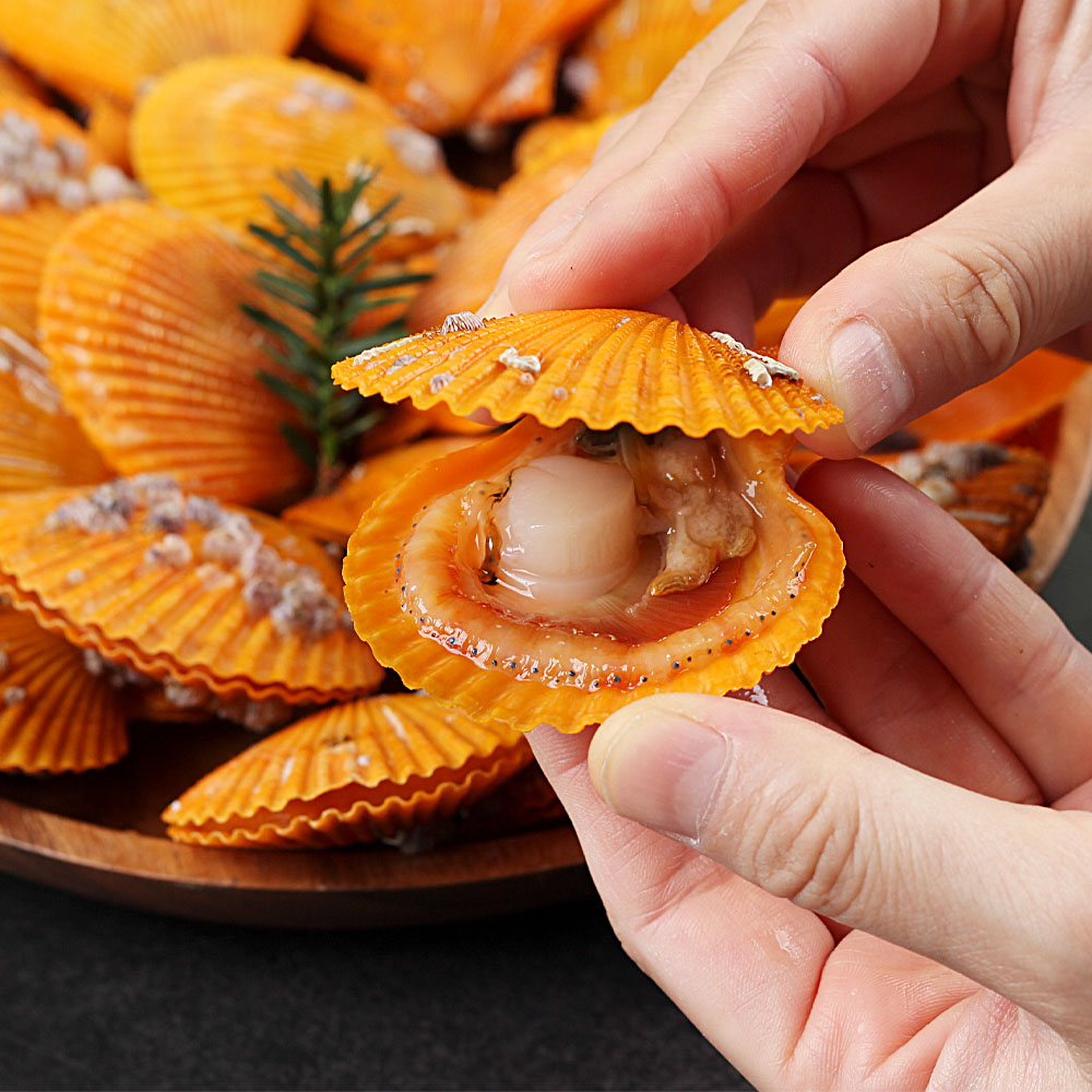 국내산 제철 황금가리비 1kg
