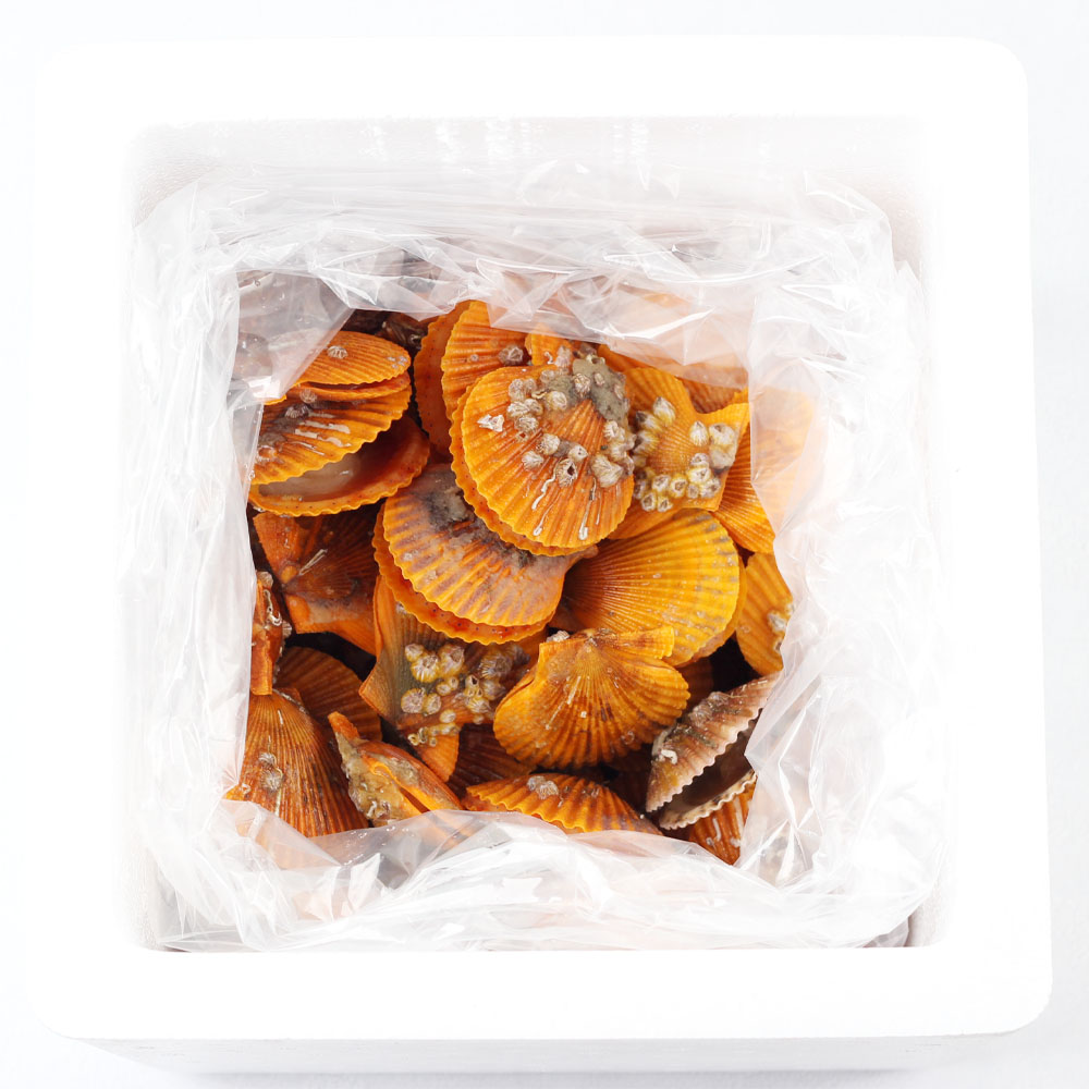 국내산 제철 황금가리비 1kg